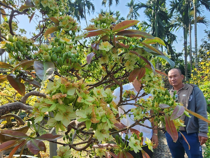 mai vàng - Ảnh 10.