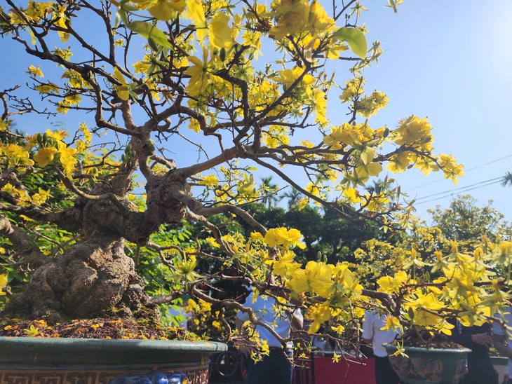 mai vàng - Ảnh 11.