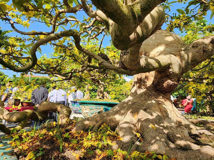 mai vàng - Ảnh 6.