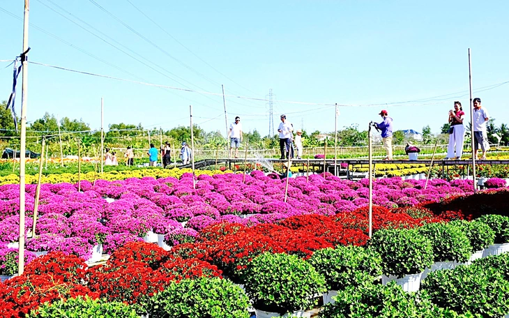 Làng hoa Sa Đéc giảm 20% cúc mâm xôi truyền thống vụ hoa Tết - Ảnh 6.