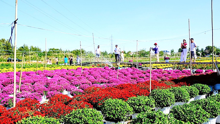 hoa tết - Ảnh 1.