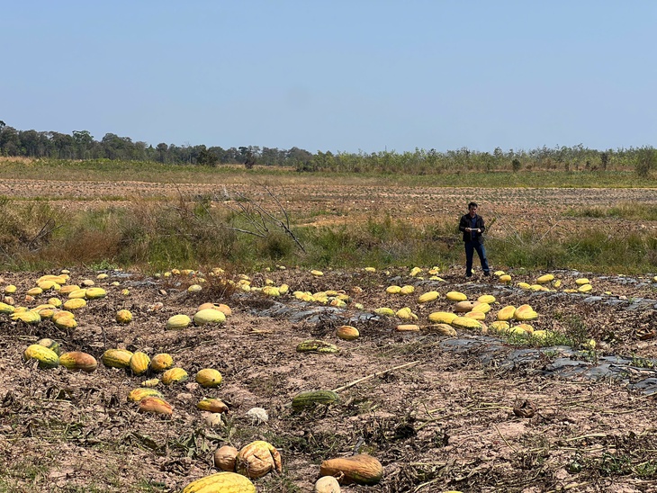 dưa hấu - Ảnh 3.