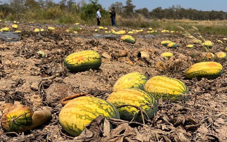 Vụ tranh chấp hợp đồng mua bán dưa hấu tại Gia Lai: làm sao nông dân tự bảo vệ mình? - Ảnh 2.