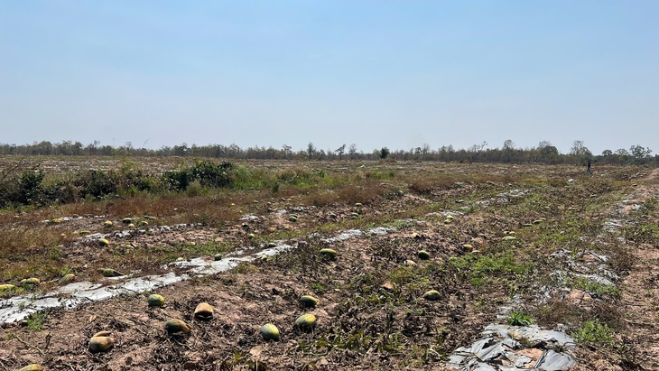 dưa hấu - Ảnh 2.