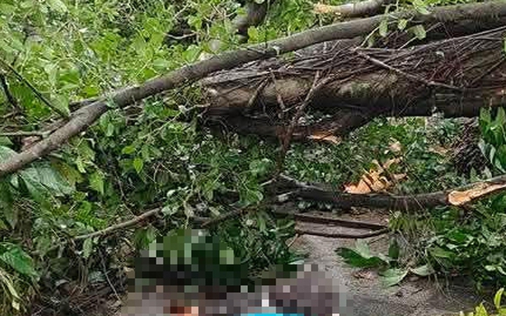 Đà Nẵng: Cây lớn bật gốc đổ sát nhà dân, cả tuyến phố trung tâm mất điện  - Ảnh 5.