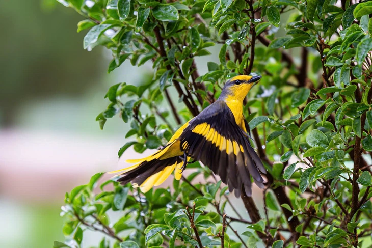 hồng tước - Ảnh 7.