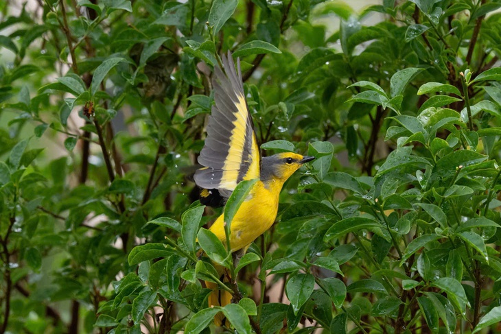 hồng tước - Ảnh 5.