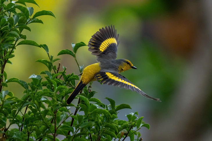 hồng tước - Ảnh 13.