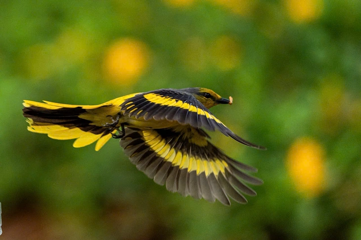 hồng tước - Ảnh 12.