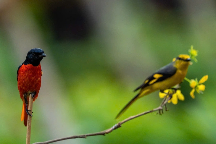 hồng tước - Ảnh 4.