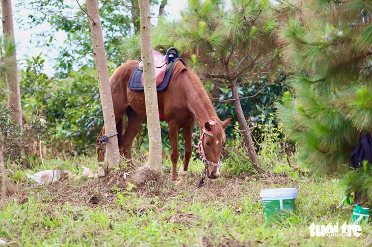 đua ngựa - Ảnh 2.