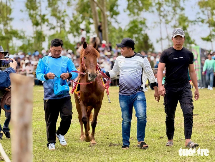đua ngựa - Ảnh 3.