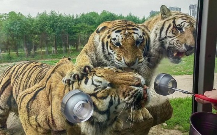 Xôn xao dòng trạng thái khoe 10 năm mua vàng ngày vía Thần Tài - Ảnh 3.