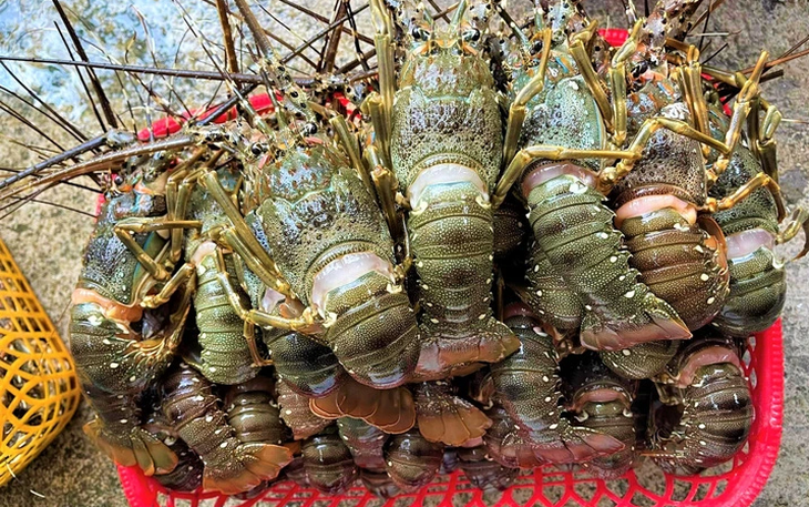 5 yếu tố giúp tôm hùm Việt Nam vượt qua Canada, Mỹ để chiếm lĩnh thị trường Trung Quốc - Ảnh 4.