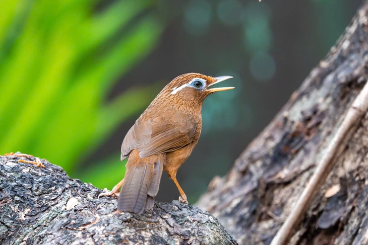 hồng tước - Ảnh 5.