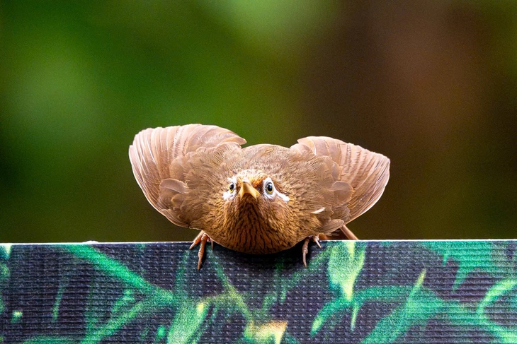 hồng tước - Ảnh 6.