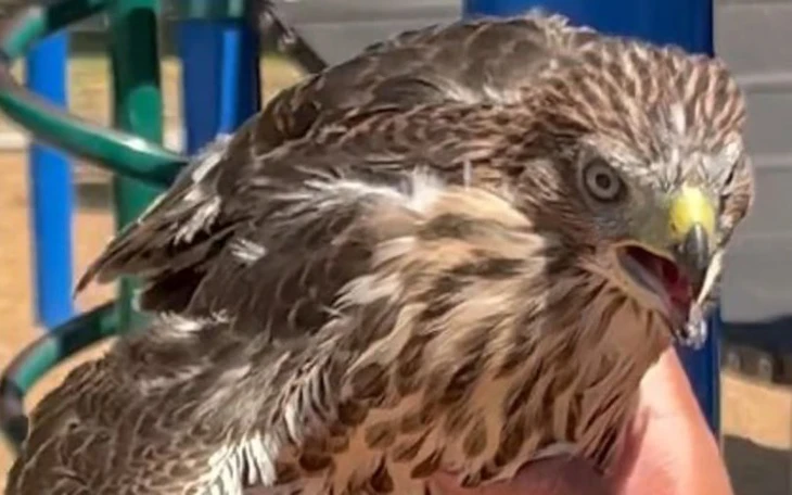 Bỏ thú thật vào máy gắp, cửa hàng Trung Quốc bị chỉ trích dữ dội - Ảnh 3.