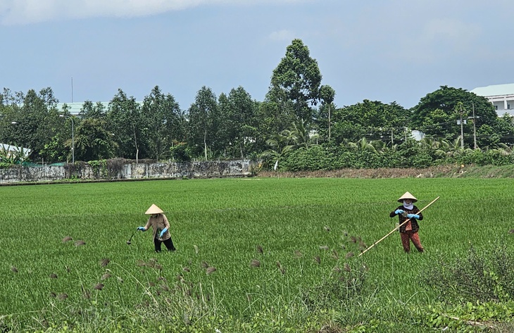 tin tức - Ảnh 4.