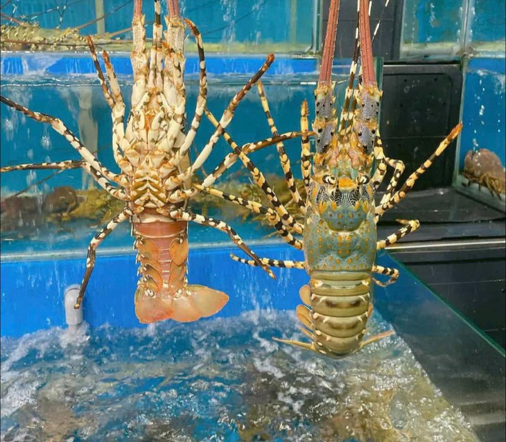 thủy sản - Ảnh 2.