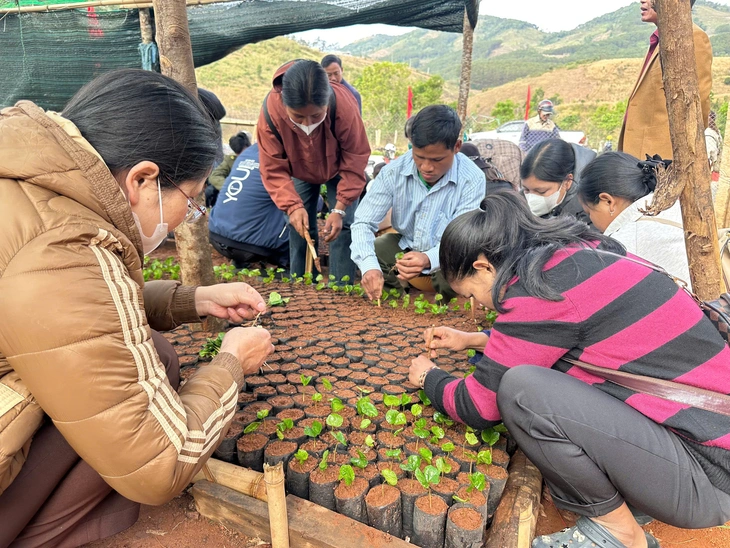 Lãnh đạo xã bới đất ươm cà phê, quyết tặng miễn phí 1 triệu cây giống cho dân - Ảnh 3.