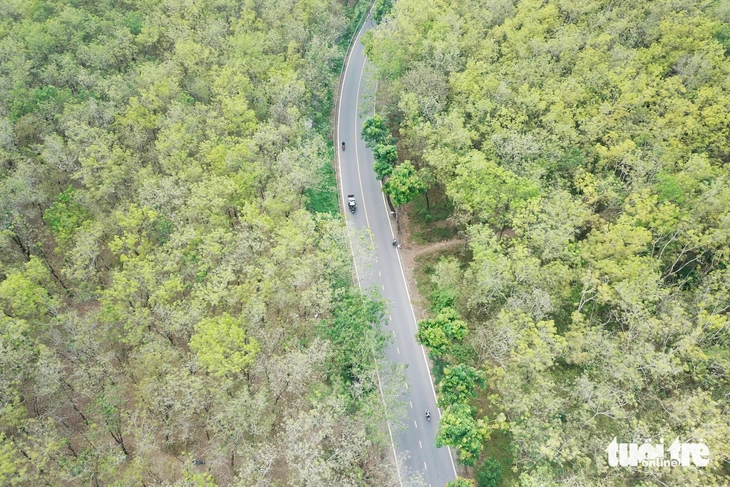 vườn cao su - Ảnh 5.