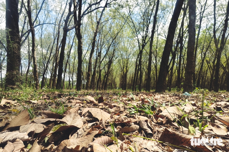 vườn cao su - Ảnh 6.