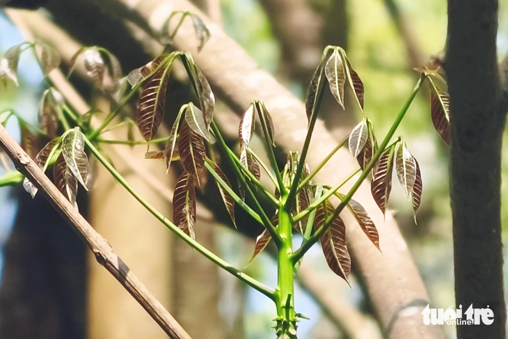 vườn cao su - Ảnh 7.