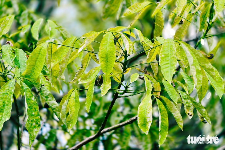 vườn cao su - Ảnh 8.