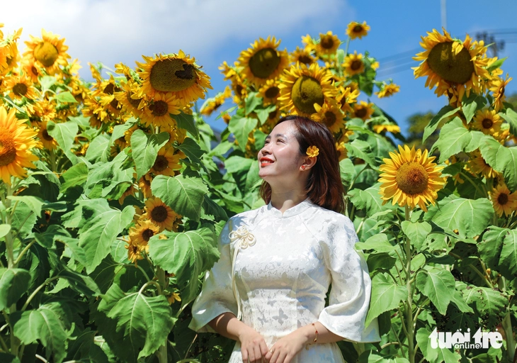 Vườn hướng dương dưới chân núi Ngũ Hành Sơn nở rộ, hút khách tham quan - Ảnh 2.