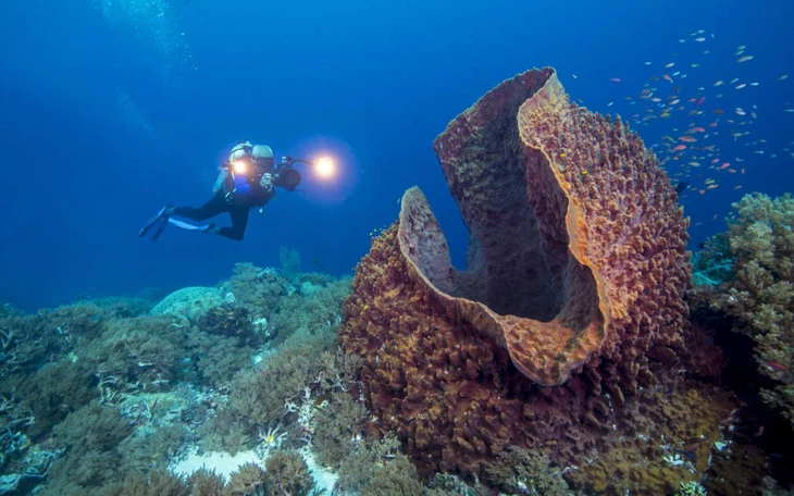 Úc đau đầu vì vấn nạn thỏ hoang đẻ quá nhiều  - Ảnh 3.