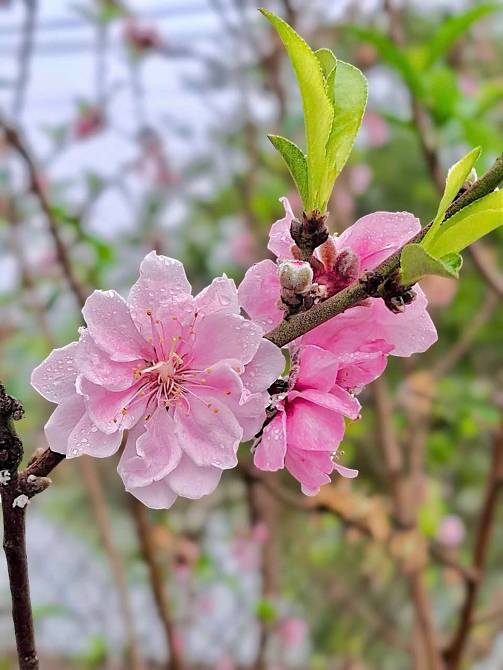 Nha Trang - Ảnh 3.