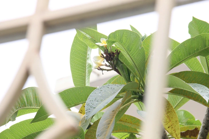 biệt thự Pháp - Ảnh 6.