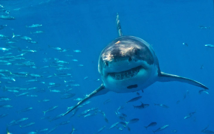Cá mập ‘phê thuốc’ dưới biển? Bằng chứng mới khiến giới khoa học chú ý - Ảnh 5.