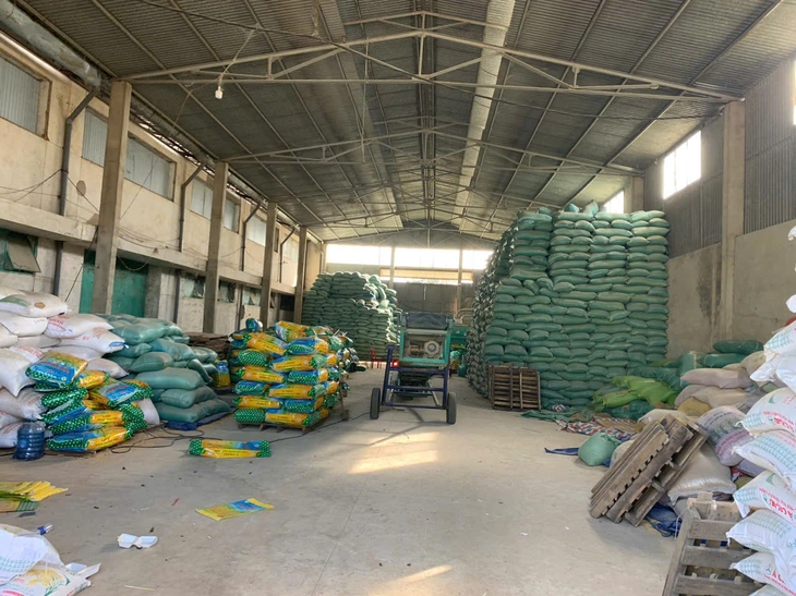 lúa giống - Ảnh 2.