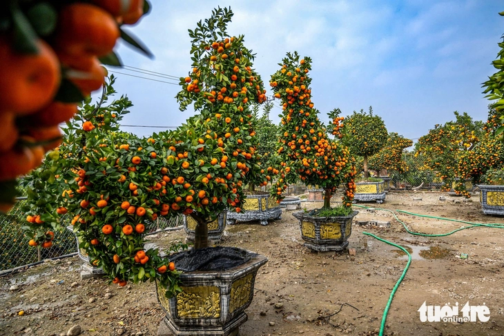 cây cảnh - Ảnh 8.