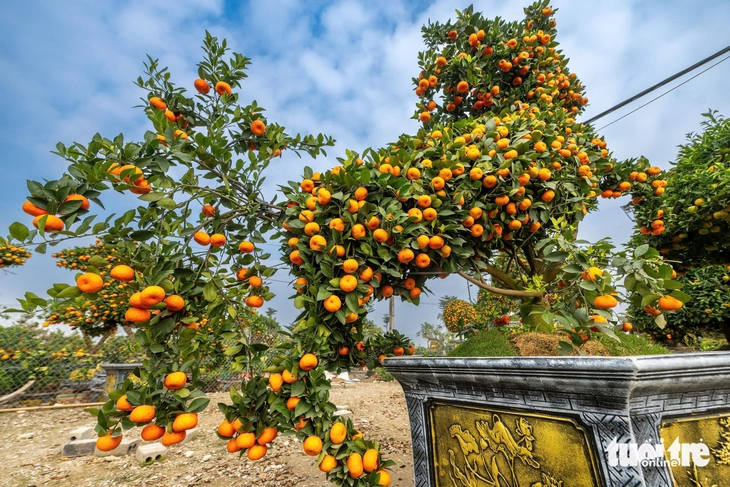 cây cảnh - Ảnh 10.