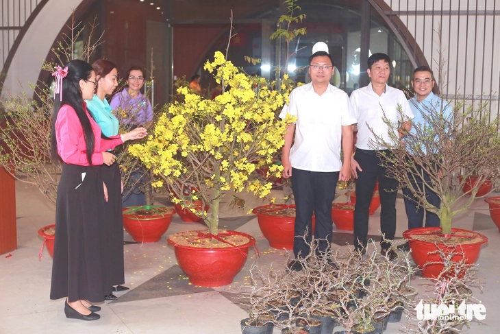 mai vàng - Ảnh 2.