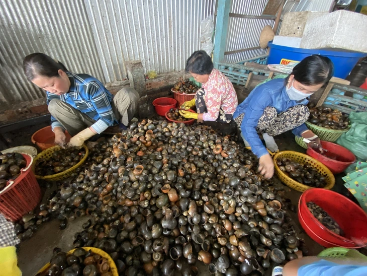 ốc bươu vàng - Ảnh 3.