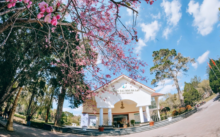 Người đàn ông vào nhà công vụ ở Đà Lạt chặt mai anh đào, chất lên ô tô rời đi - Ảnh 2.