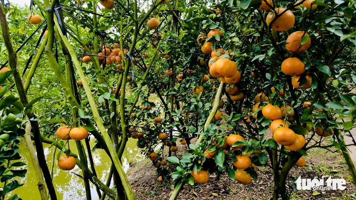 quýt hồng - Ảnh 4.