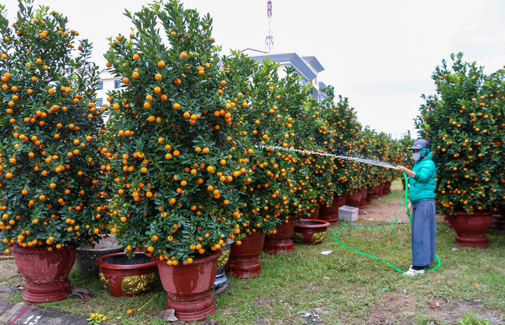Nho Ninh Thuận 'rũ bùn' đón Tết sau lũ dữ - Ảnh 2.