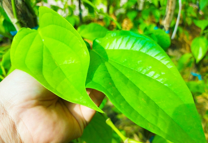 Thị trường hoa Hà Nội ngày giáp Tết: Đào giữ giá, tuyết mai tiêu thụ chậm - Ảnh 2.