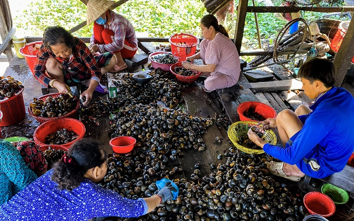 Lượng thỏ hoang ở Úc gấp 10 lần dân số, xử lý không dễ - Ảnh 4.