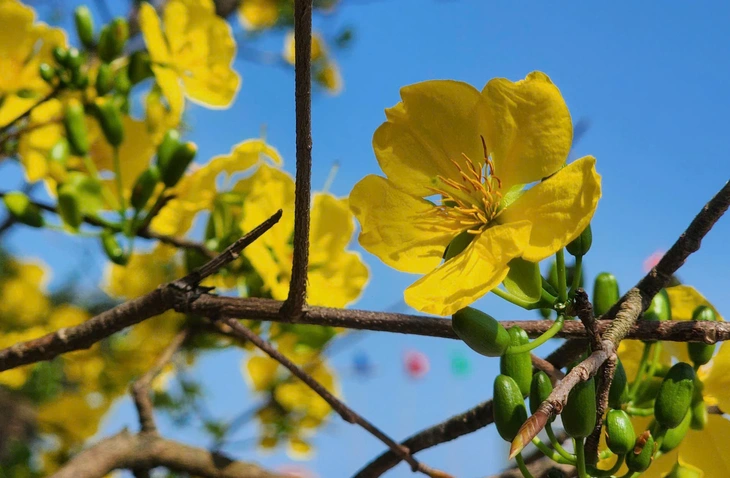 mai vàng - Ảnh 5.