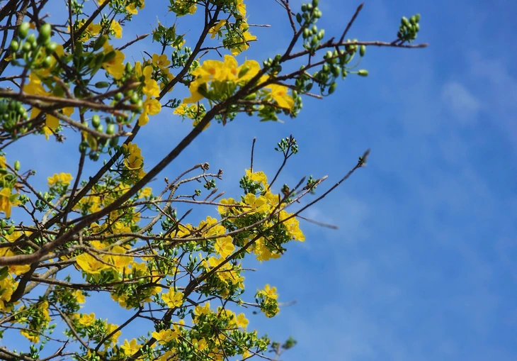 mai vàng - Ảnh 8.