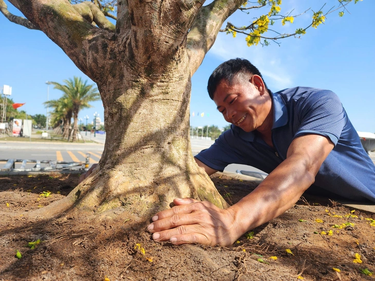 mai vàng - Ảnh 2.
