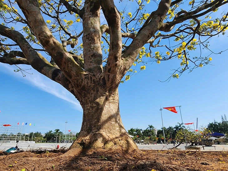 mai vàng - Ảnh 6.