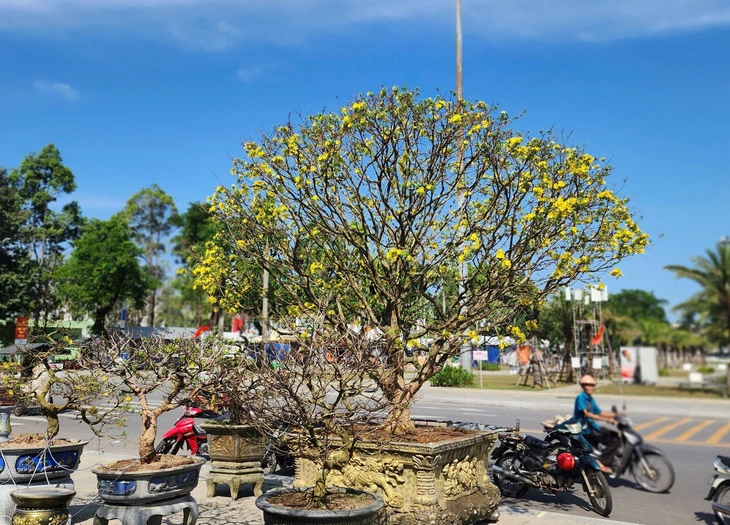 mai vàng - Ảnh 7.