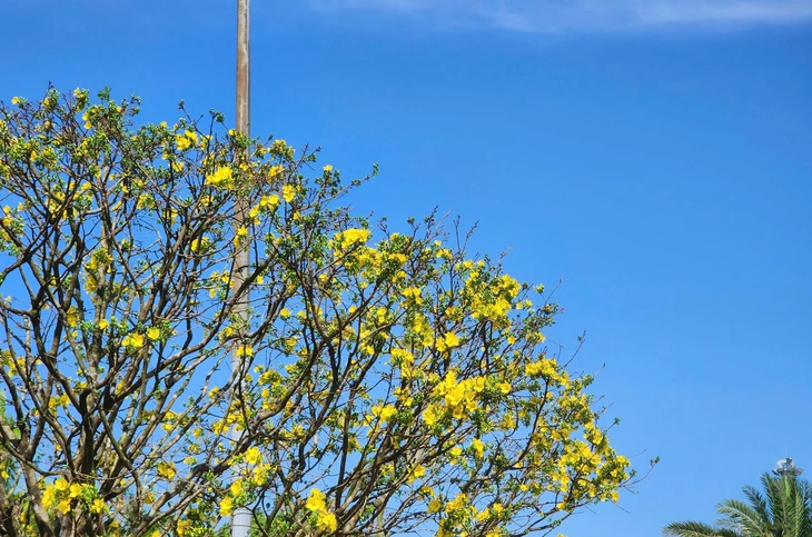 mai vàng - Ảnh 4.