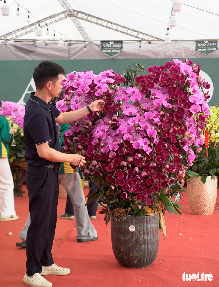 Lan hồ điệp ghép gỗ lũa giá vài chục triệu hút khách dịp Tết - Ảnh 3.